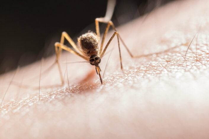 Do You Attract Mosquitoes? Your Genetics May Be to Blame