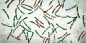 Zoomed-in image of Bifidobacterium Longum, a beneficial bacteria for digestive health