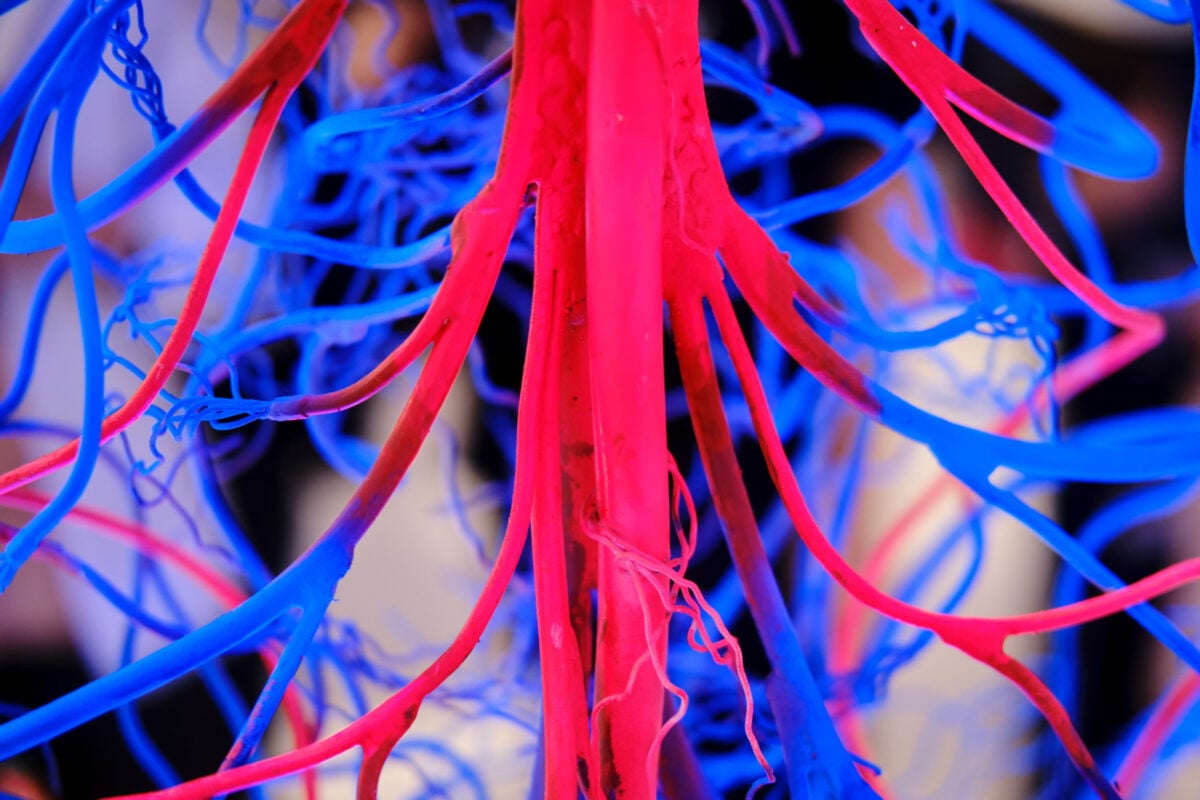 Close-up image of nerve cells highlighting the connection between albumin levels and vascular health