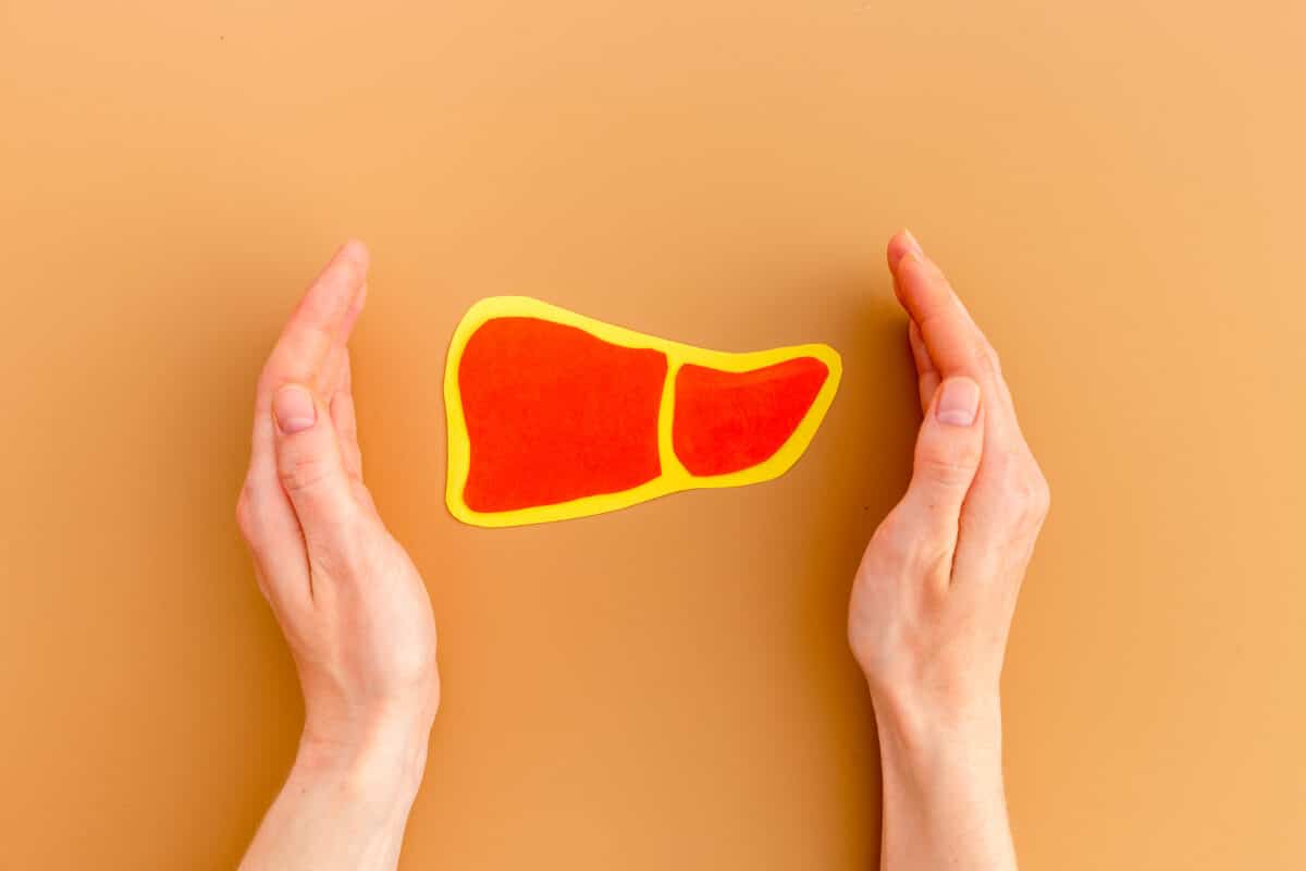 Paper liver organ model held in human hands, symbolizing liver health and alkaline phosphatase levels.