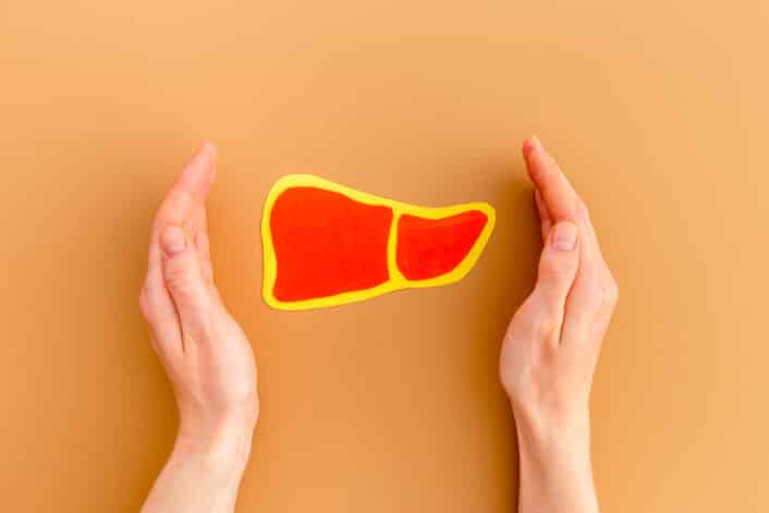 Paper liver organ model held in human hands, symbolizing liver health and alkaline phosphatase levels.