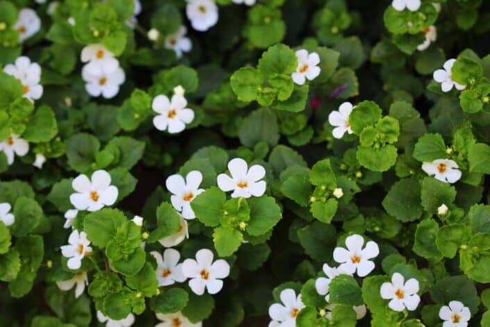 Image of Bacopa Monnieri, an herb known for its potential cognitive benefits and genetic influence on brain health.