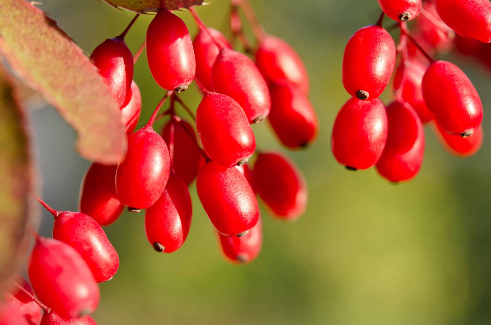 A collection of vibrant berries, symbolizing natural sources of beneficial compounds like berberine and their role in gene expression.