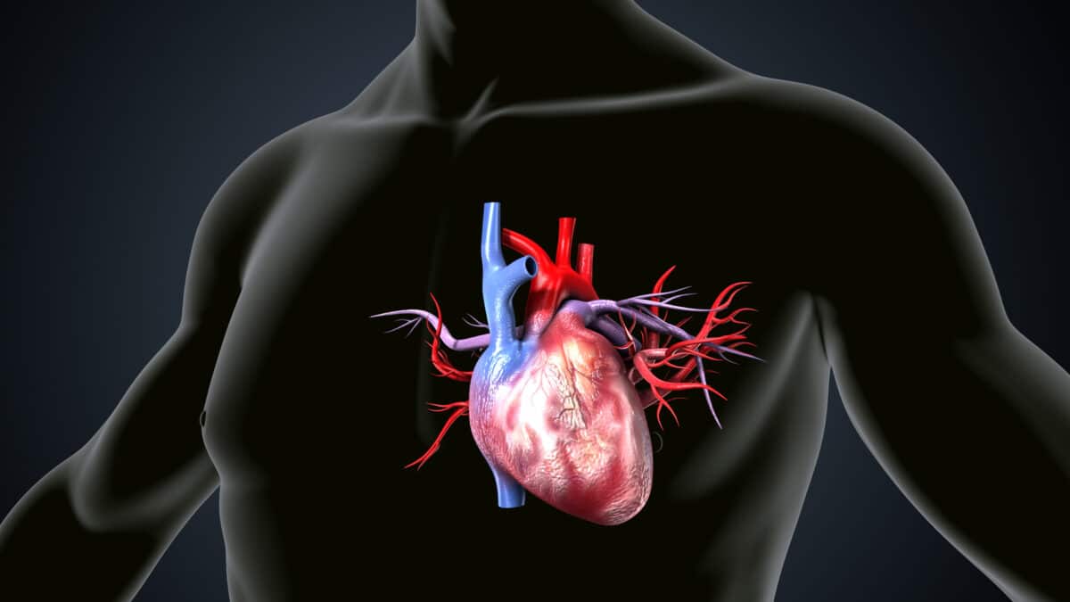 Illustrated heart image highlighting the mitral valve, representing genetic factors in mitral valve prolapse