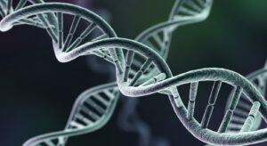 DNA strand highlighting the genetic basis of the PON1 enzyme in body detoxification.